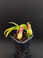 Nepenthes ventricosa porcelain gebraucht kaufen  Bochum