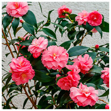 Camellia japonica spring for sale  Shipping to Ireland