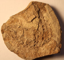 Australosomus poisson fossile d'occasion  Saint-Just-de-Claix
