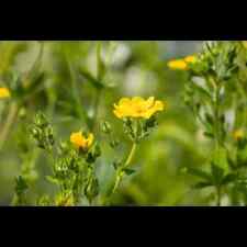 Potentilla recta hohes gebraucht kaufen  Deutschland