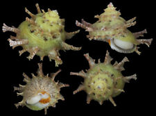 Seashell : Bolma girgyllus  66.5 mm  F+++  (from Philippines) for sale  Shipping to South Africa