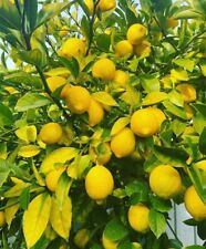 Usado, 25 sementes de limão orgânicas Meyer|EUA|Texas|alta taxa de germinação  comprar usado  Enviando para Brazil