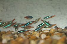 10x neon tetras for sale  UK