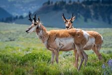 Pronghorn pair twin for sale  Livingston