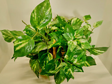 Artificial  Pothos in 7" Natural Wicker Basket with Handle Variegated Color for sale  Shipping to South Africa