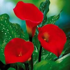 Zantedeschia red sox for sale  PRESTON
