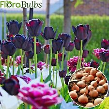 Tulip bulbs tulips for sale  WISBECH