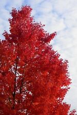 Red maple quart for sale  Mcminnville