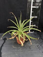 bromeliad plant for sale  LINCOLN