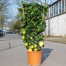Zitronenbaum spalier citrus gebraucht kaufen  Buschhausen
