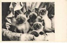 Chats mk044 chatons d'occasion  France