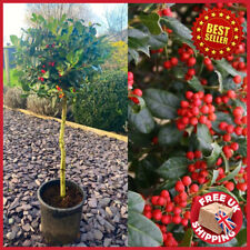 Lollipop holly berry for sale  OXFORD