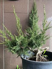Bonsai ginepro juniperus usato  Italia