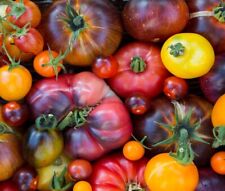 Rainbow beefsteak tomato for sale  Minneapolis