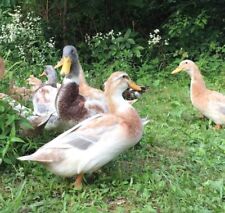 fertilized eggs duck for sale  Pikeville