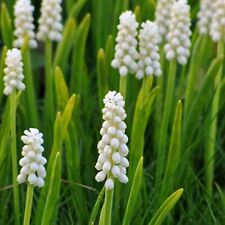 Muscari grape hyacinth for sale  Russell