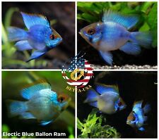 Pair cichlid rams for sale  Houston
