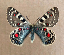 PARNASSIUS ACCO TULAISHANI*****male Nr. 2***** CHINA for sale  Shipping to South Africa