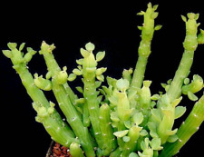Euphorbia bisellenbeckii rare for sale  Port Charlotte