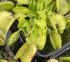 Dionaea muscipula all gebraucht kaufen  Zepernick