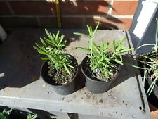 2 English Lavender  plants in 10.5cm pots approx.. for sale  SOUTHAMPTON