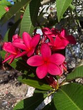 Plumeria frangipani tropical for sale  Bradenton