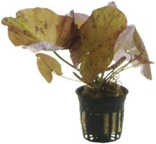 Nymphea lotus topf gebraucht kaufen  Murrhardt