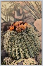 Albuquerque, New Mexico - Barrel Cactus, Ferocactus Wizlizeni - Vintage Postcard, used for sale  Shipping to South Africa