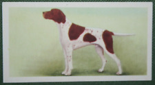 English pointer gun for sale  DERBY