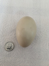 Blown egg pintail for sale  ROTHERHAM