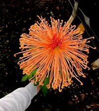 Fantasy chrysanthemum symphony for sale  BUDE