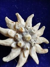 Antique edelweiss brooch for sale  RUSHDEN