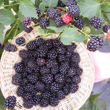 Blackberry fruit hardy for sale  IPSWICH