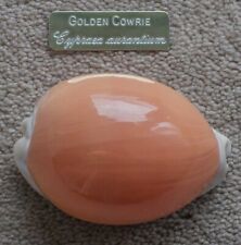 Golden cowrie shell for sale  PAIGNTON
