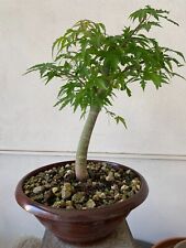 acer pianta bonsai usato  Caserta