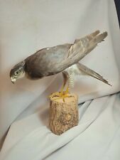 Victorian taxidermy birds for sale  BIRMINGHAM