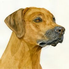 Rhodesian ridgeback dog for sale  YEOVIL