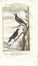 Stampa antica uccelli usato  Lecco