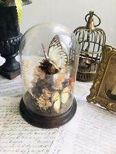 taxidermy dome for sale  WALSALL