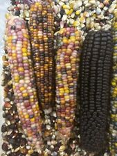 Corn seeds glass for sale  Markleville