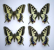 Papilio machaon 2pr d'occasion  Villebois-Lavalette