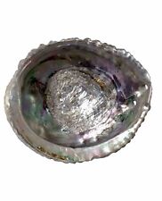 Abalone shell natural for sale  SKIPTON