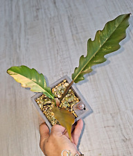 Philodendron caramel marble gebraucht kaufen  Neunkirchen-Seelscheid