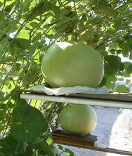 Giant bushel gourd for sale  El Monte