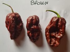 Semi peperoncino bhutlah usato  Verrayes