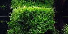 java moss vesicularia dubyana for sale  MARKET RASEN