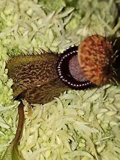 Nepenthes hamata edwardsiana gebraucht kaufen  Ibbenbüren