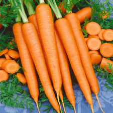 Tendersweet carrot seeds for sale  Berwyn