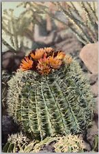 POSTCARD BARREL CACTUS Ferocactus Wizlizeni , used for sale  Shipping to South Africa
