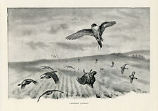 Partridge Hawking: Vintage Sporting Print - Classic Falconry Scene  #K317 for sale  Shipping to South Africa